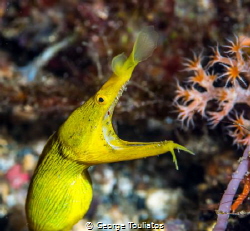 Yellow Ribbon Eel!!! by George Touliatos 